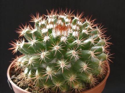 Mammillaria mammillaris1