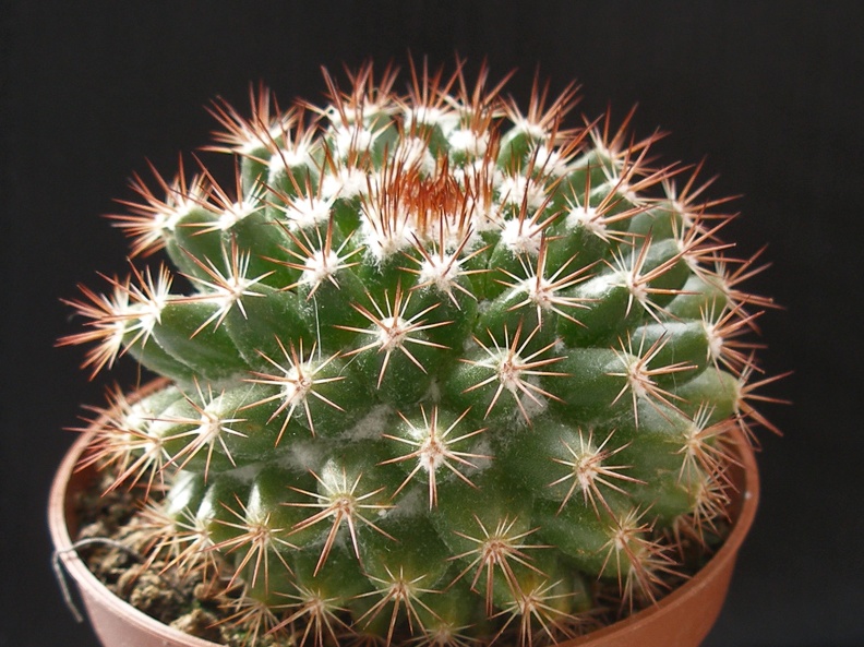 Mammillaria mammillaris1