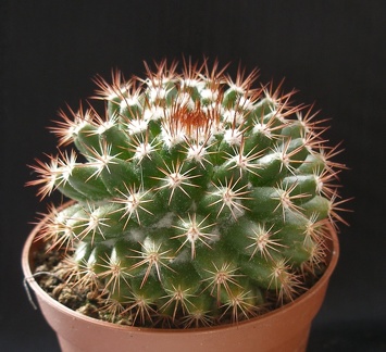 Mammillaria mammillaris1