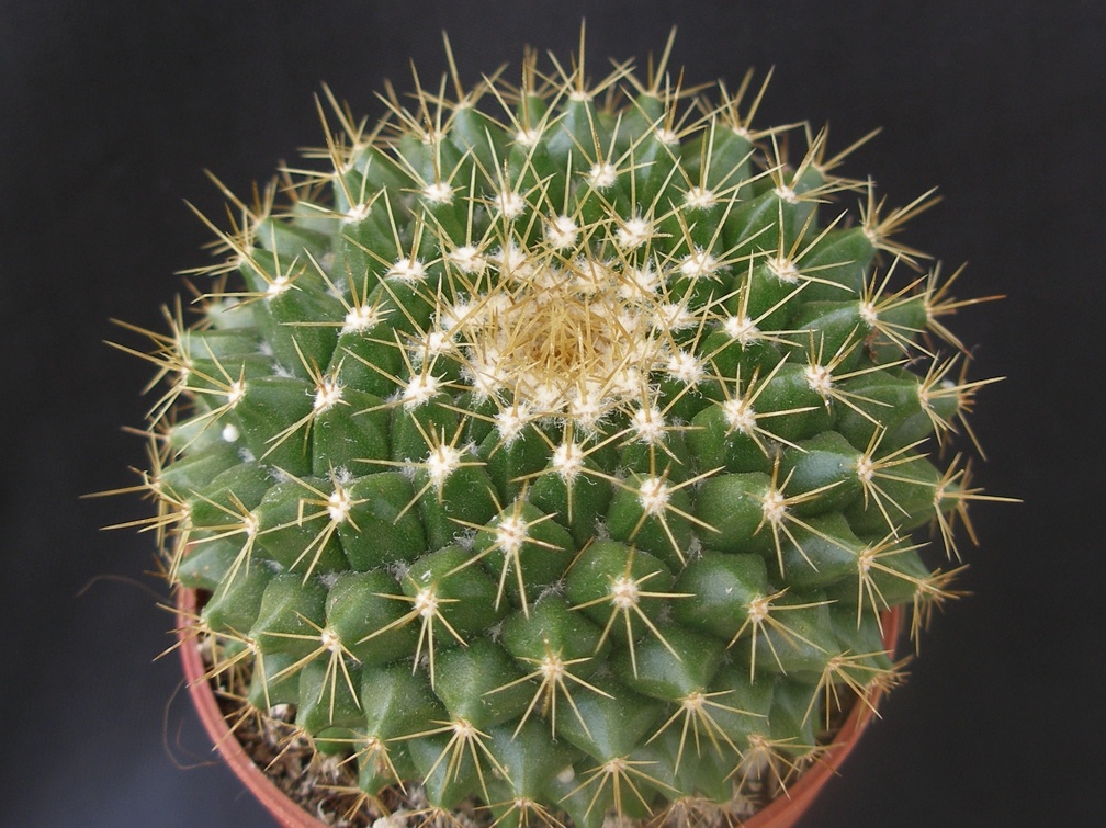 Mammillaria markiana