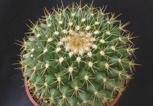 Mammillaria markiana