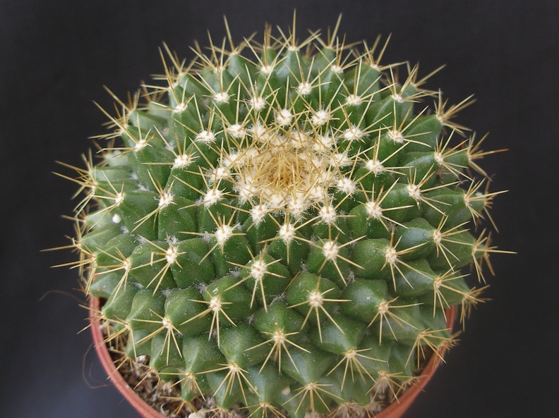 Mammillaria markiana