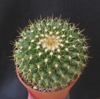 Mammillaria markiana