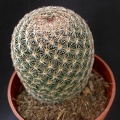 Mammillaria matudae