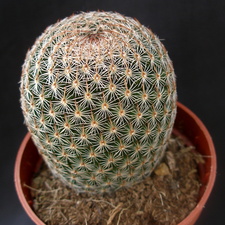 Mammillaria matudae