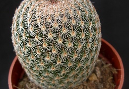 Mammillaria matudae