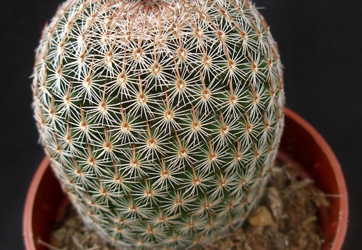 Mammillaria matudae