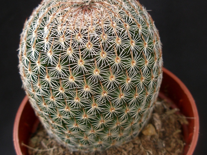Mammillaria matudae