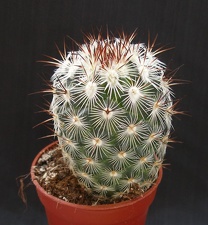 Mammillaria microheliopsis
