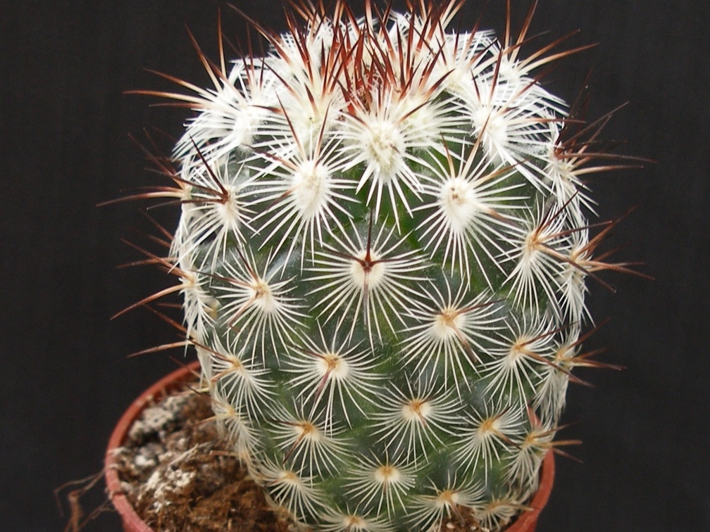 Mammillaria microheliopsis