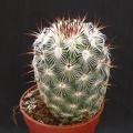 Mammillaria microheliopsis