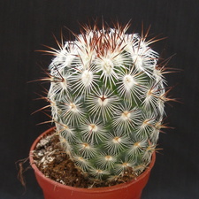 Mammillaria microheliopsis