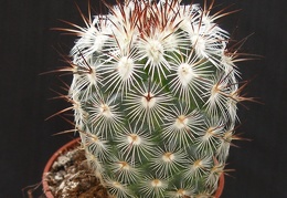 Mammillaria microheliopsis