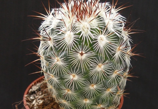 Mammillaria microheliopsis