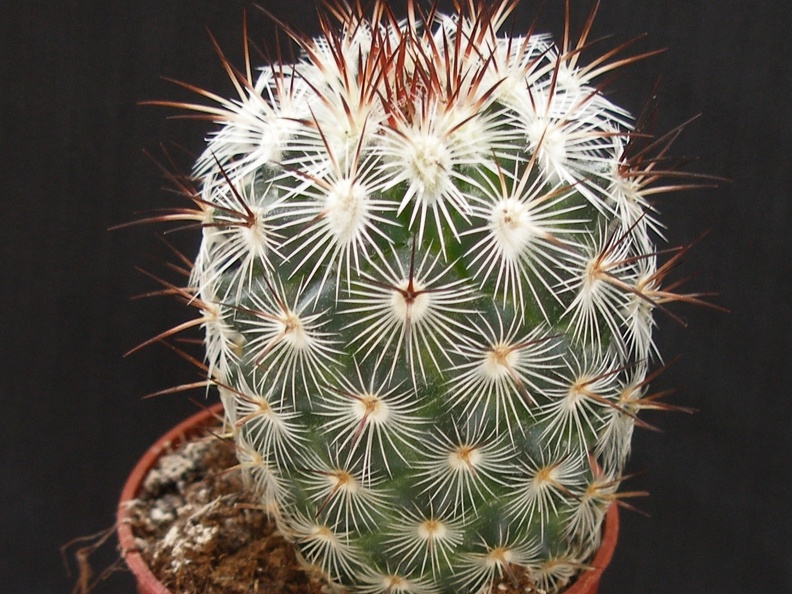 Mammillaria microheliopsis