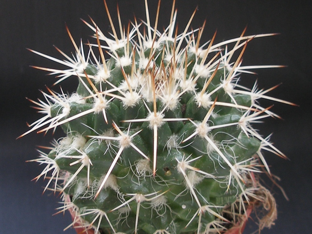 Mammillaria nejapensis 