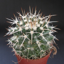 Mammillaria nejapensis 