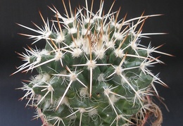 Mammillaria nejapensis 