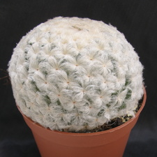 Mammillaria plumosa