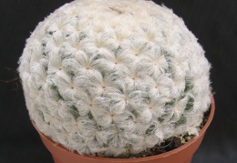 Mammillaria plumosa