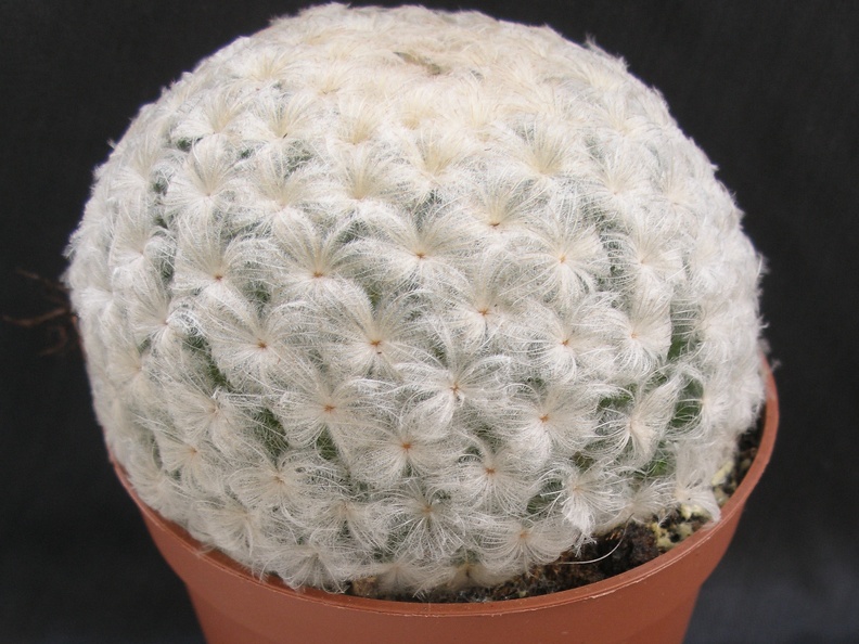 Mammillaria plumosa