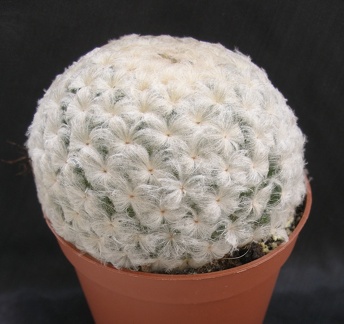 Mammillaria plumosa