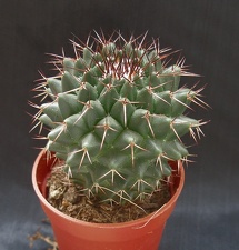Mammillaria polythele