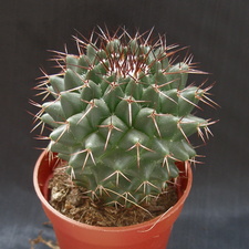 Mammillaria polythele