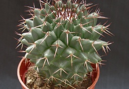 Mammillaria polythele