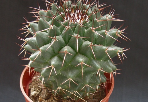 Mammillaria polythele