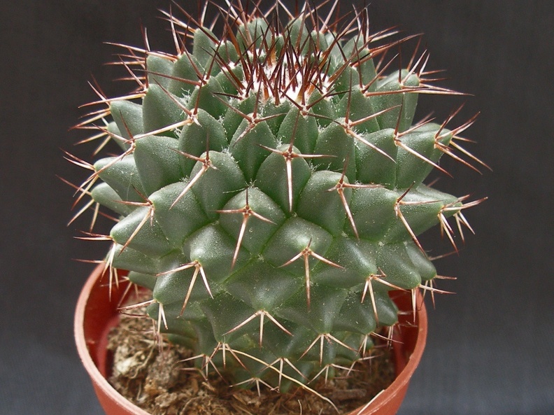 Mammillaria polythele