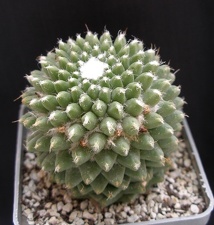 Mammillaria poythele v  nuda
