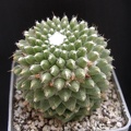 Mammillaria poythele v  nuda