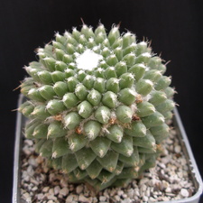 Mammillaria poythele v  nuda