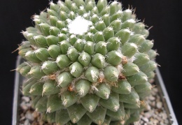 Mammillaria poythele v  nuda