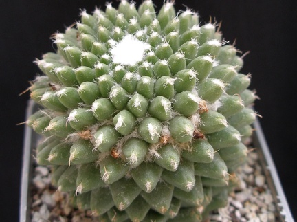 Mammillaria poythele v  nuda