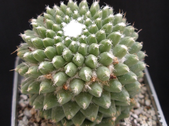 Mammillaria poythele v  nuda