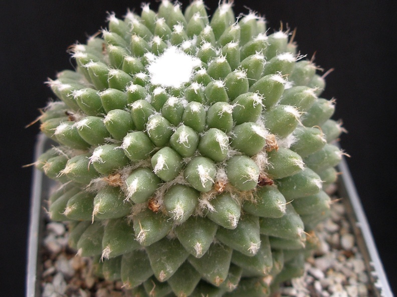 Mammillaria poythele v  nuda