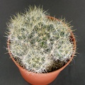 Mammillaria prolifera