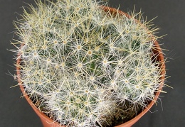 Mammillaria prolifera