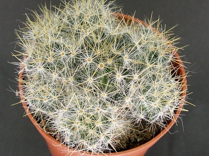 Mammillaria prolifera