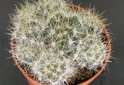 Mammillaria prolifera
