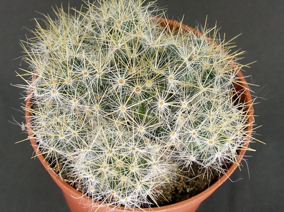 Mammillaria prolifera