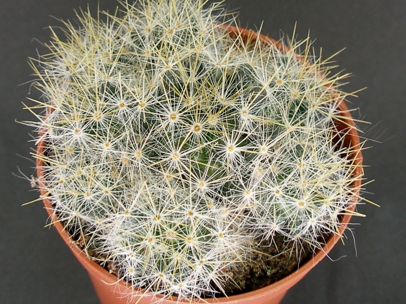 Mammillaria prolifera