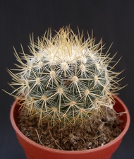 Mammillaria rekoy