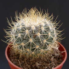 Mammillaria rekoy