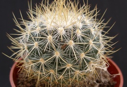 Mammillaria rekoy
