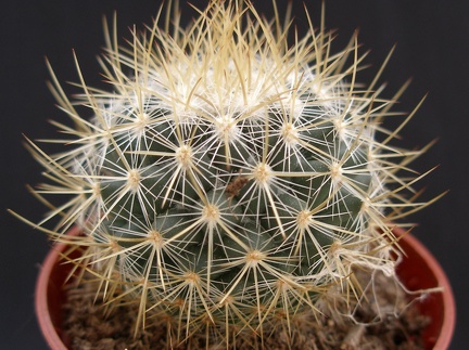 Mammillaria rekoy