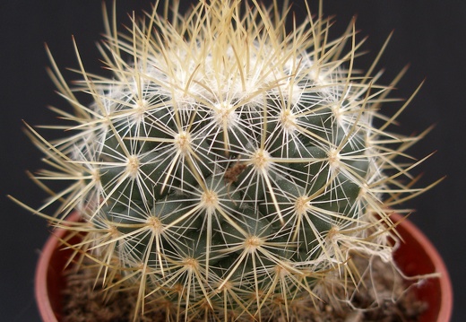 Mammillaria rekoy