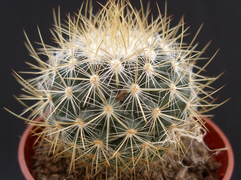 Mammillaria rekoy